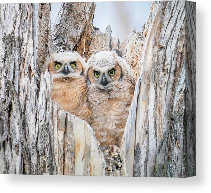Great Horned Owls Canvas Print featuring the photograph Great Horned Owl Babies by Judi Dressler