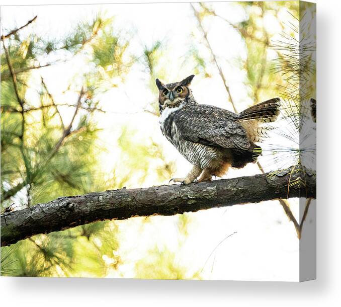 Owl Canvas Print featuring the photograph Great Horned Owl in the Croatan National Forest by Bob Decker