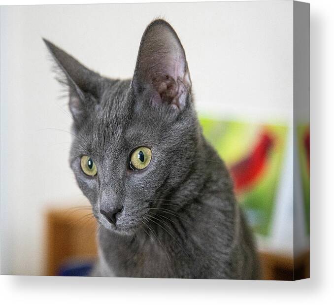 Cat Canvas Print featuring the photograph Grey Cat by Dart Humeston