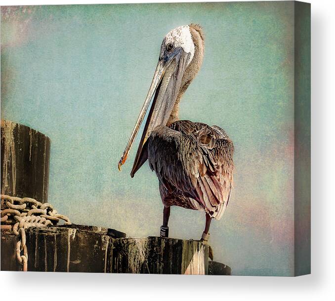 Pelican Canvas Print featuring the photograph Gulf Coast Pelican by Cheri Freeman