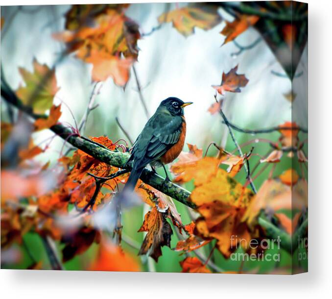 Robin Canvas Print featuring the photograph Hanging Out With Autumn 2 by Kerri Farley