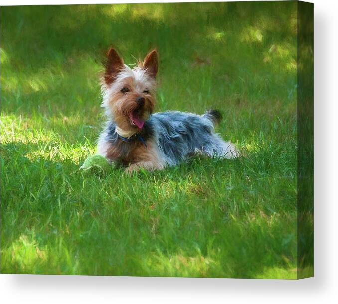 Dog Canvas Print featuring the photograph Happy Dog by Cathy Kovarik