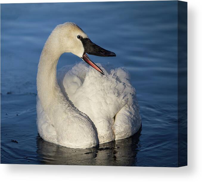 Swan Canvas Print featuring the photograph Happy Swan by Patti Deters
