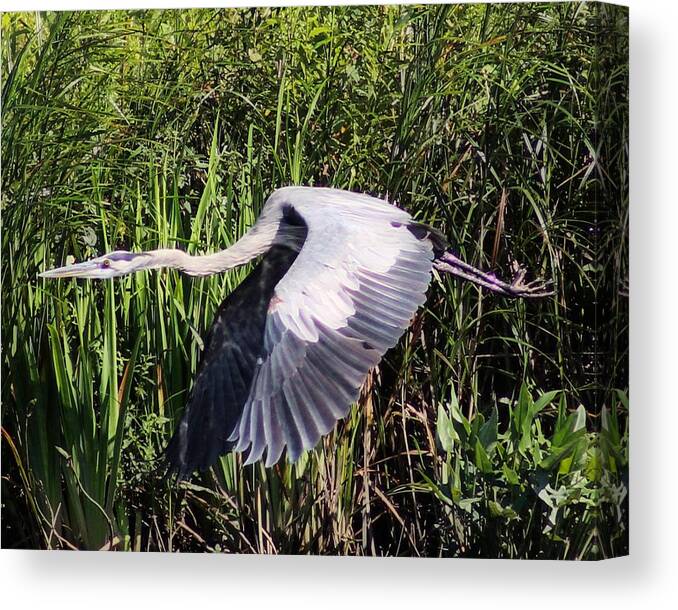 Great Blue Heron Canvas Print featuring the photograph Heron in Flight by Susan Hope Finley