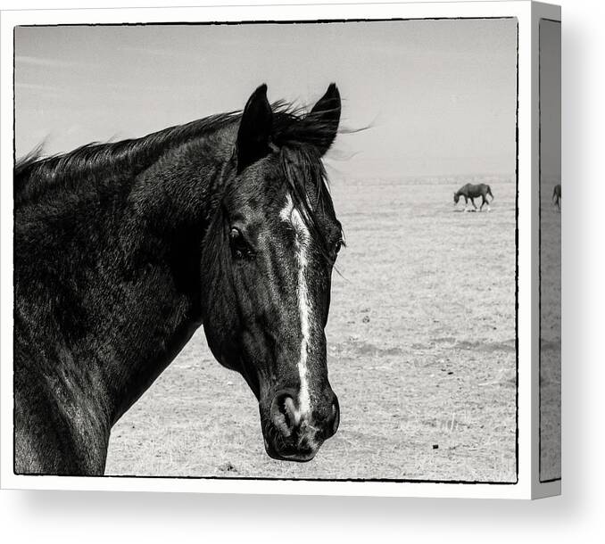 © 2013 Lou Novick Canvas Print featuring the photograph Horse by Lou Novick