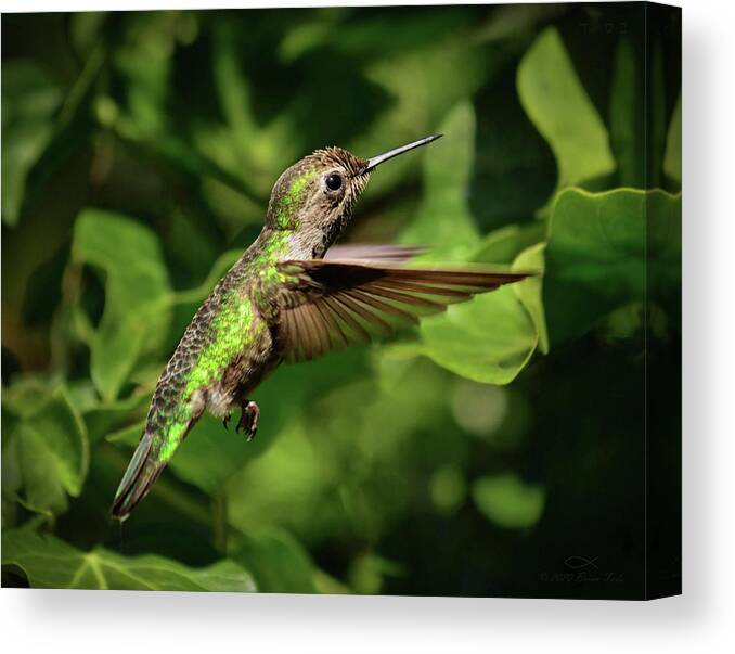 Wildlife Canvas Print featuring the photograph Hummer Bug Hunter by Brian Tada