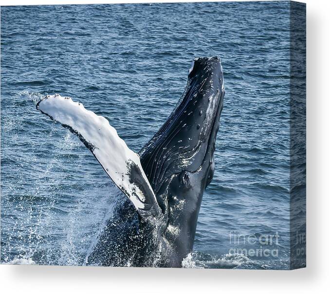 Humpback Canvas Print featuring the photograph Humpback Breeching by Lorraine Cosgrove