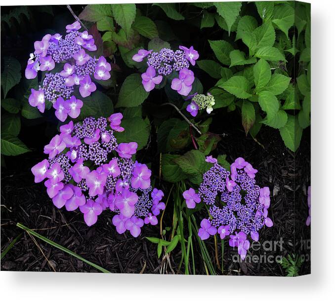 Purple Canvas Print featuring the photograph Hydrangea Flowers by Scott Cameron
