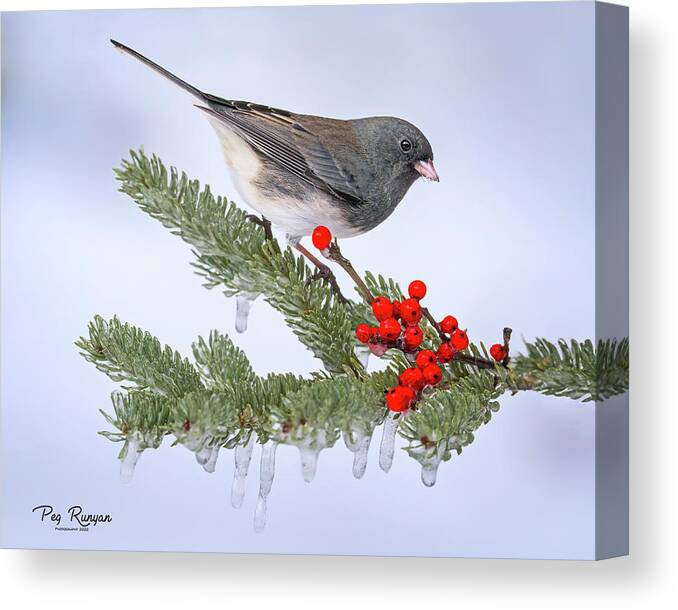 Bird Canvas Print featuring the photograph Icy Morning by Peg Runyan