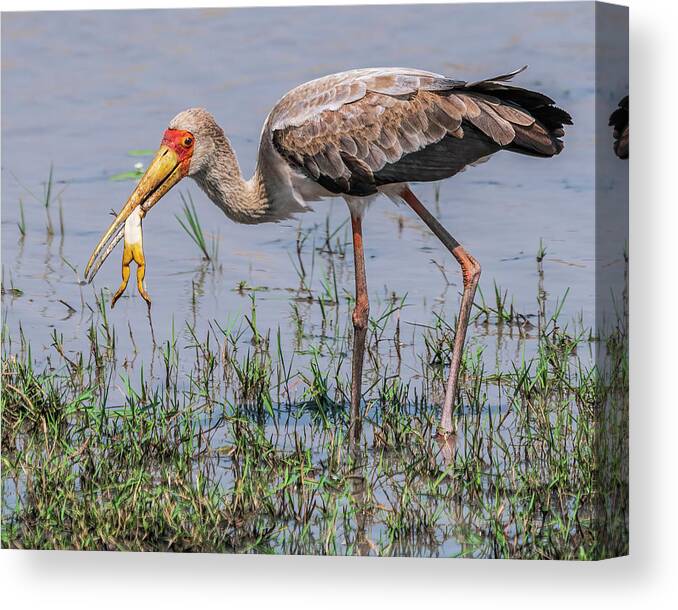 Africa Canvas Print featuring the photograph Immature Yellow-billed Stork in Zimbabwe by Betty Eich
