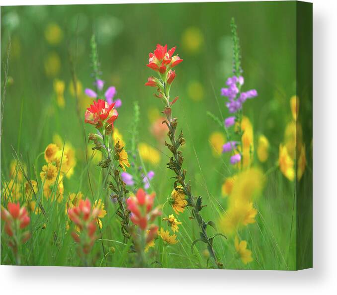 Tim Fitzharris Canvas Print featuring the photograph Indian Paintbrushes with Coreopsis and Hairy Beartoungue Penstemon by Tim Fitzharris