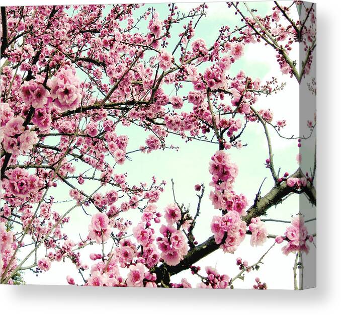 Cherry Blossoms Canvas Print featuring the photograph Inspiration by Lupen Grainne