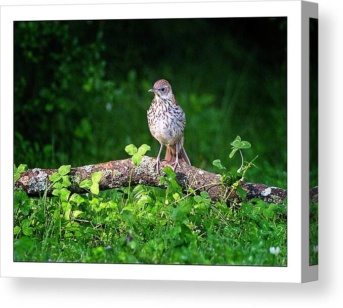 Juvenile Brown Thrasher Canvas Print featuring the photograph Interesting World Out Here by John Benedict