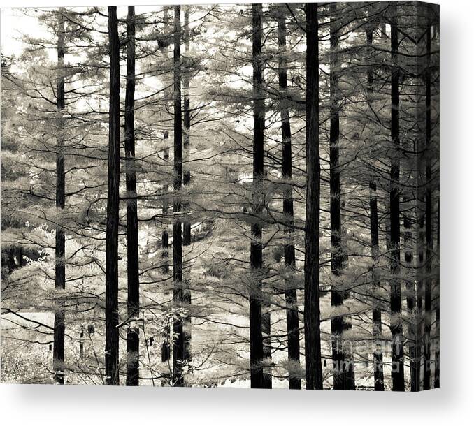 Monochrome Canvas Print featuring the photograph Into The Woods by Ana V Ramirez