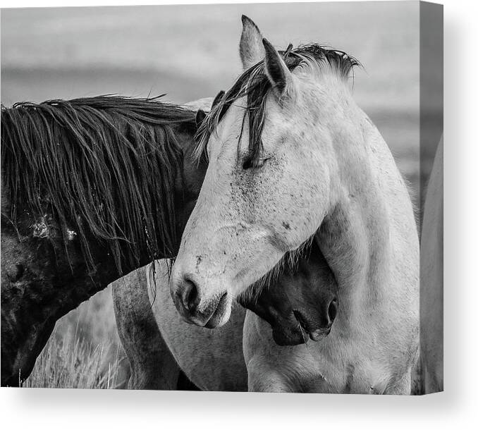 Wild Horses Canvas Print featuring the photograph It's Going to Be OK by Mary Hone