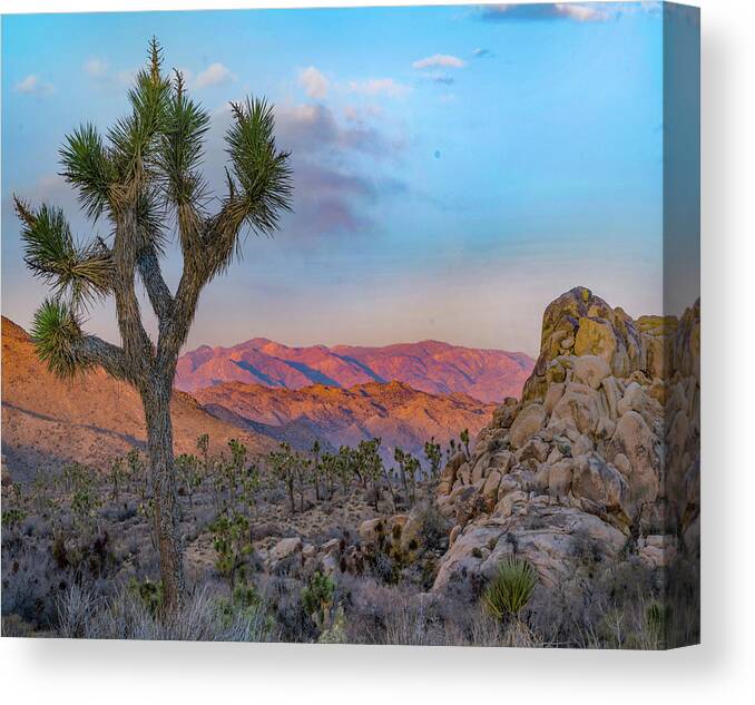 Tim Fitzharris Canvas Print featuring the photograph Joshua Trees at Lost Horse Valley by Tim Fitzharris