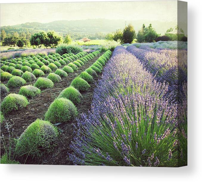 Lavender Field Canvas Print featuring the photograph July Harvest by Lupen Grainne