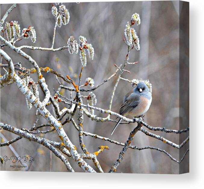 Junco Canvas Print featuring the photograph Junco in Catkins #2 by Dorrene BrownButterfield