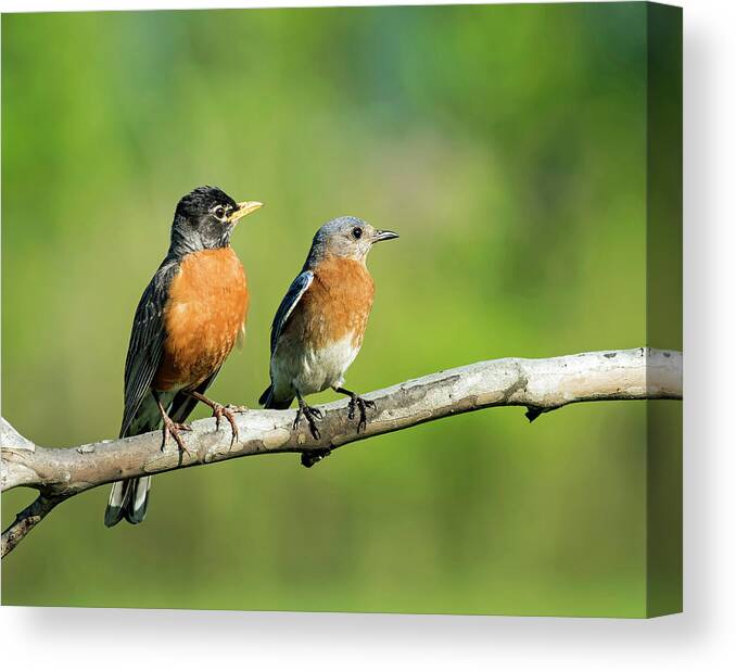 Birds Canvas Print featuring the photograph Just Hanging Out by Jamie Pattison