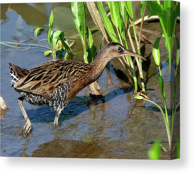 Nature Canvas Print featuring the photograph King Rail DMSB0238 by Gerry Gantt