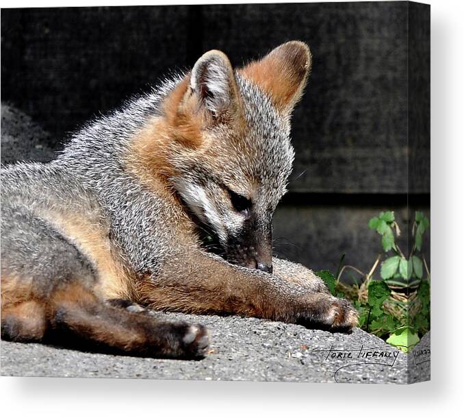Kit Fox Canvas Print featuring the photograph Kit Fox8 by Torie Tiffany
