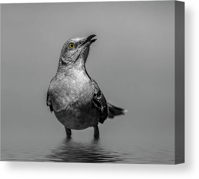 Bird Canvas Print featuring the photograph Knee Deep by Cathy Kovarik