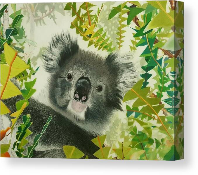 Australia Canvas Print featuring the drawing Koala by Kelly Speros