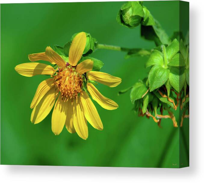 Large-flowered Leafcup Canvas Print featuring the photograph Large-flowered Leafcup or Bear's Foot DFL1278 by Gerry Gantt
