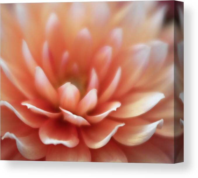 Dahlia Canvas Print featuring the photograph Last Flowers of Summer by Forest Floor Photography