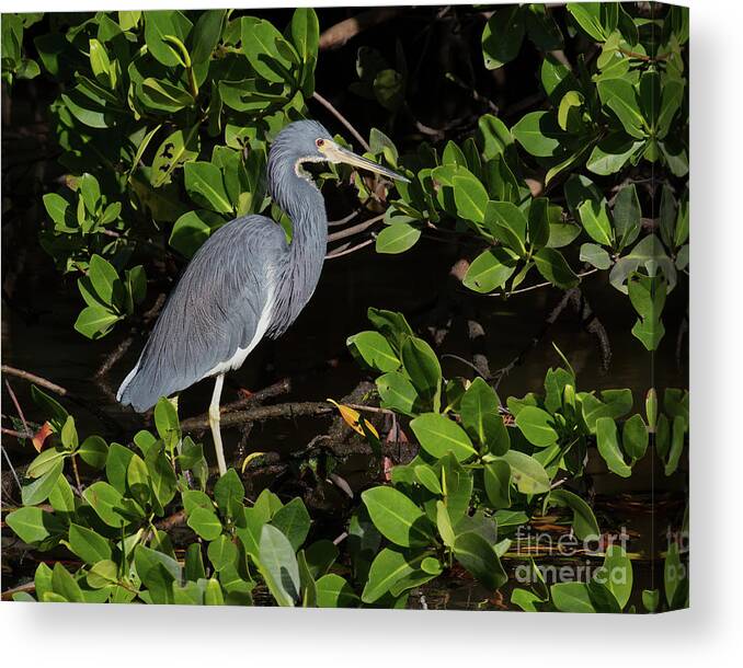 Herons Canvas Print featuring the photograph Little Blue Heron by Chris Scroggins