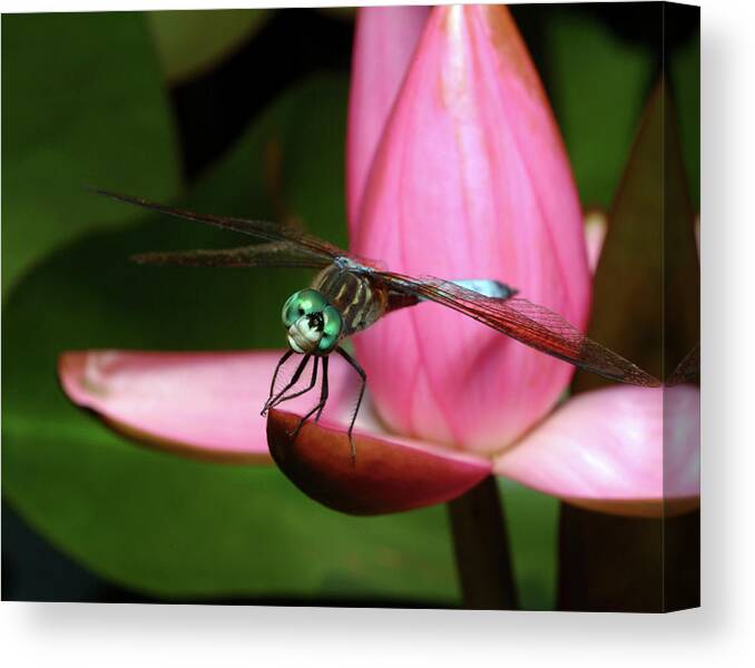 Dragonfly Canvas Print featuring the photograph Look of a Dragonfly by Melissa Southern