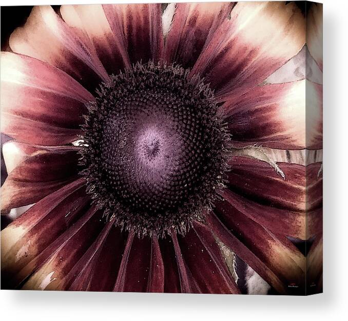  Canvas Print featuring the photograph Looking around-302 by Emilio Arostegui