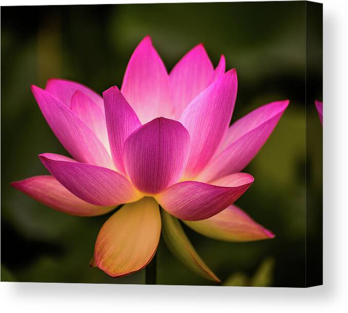 Kenilworth Gardens Canvas Print featuring the photograph Lotus in soft light by Robert Miller