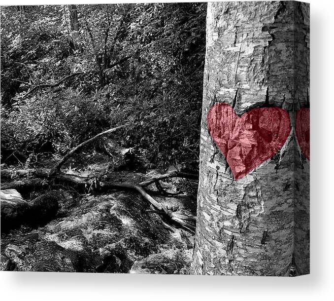 Nc Canvas Print featuring the photograph Love the Forest by Lee Darnell