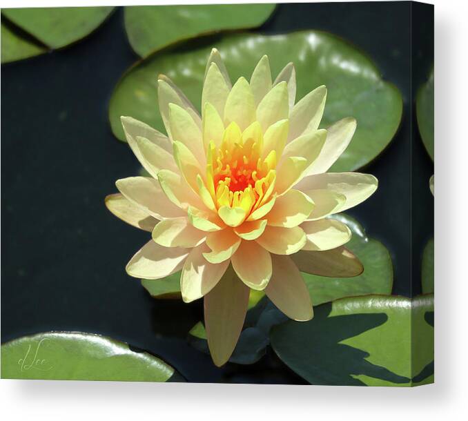Water Lily Canvas Print featuring the photograph Lovely Yellow Water Lily by D Lee