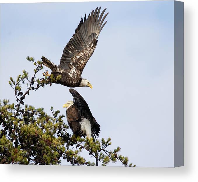Eagle Canvas Print featuring the photograph Lunge Thrust by Art Cole