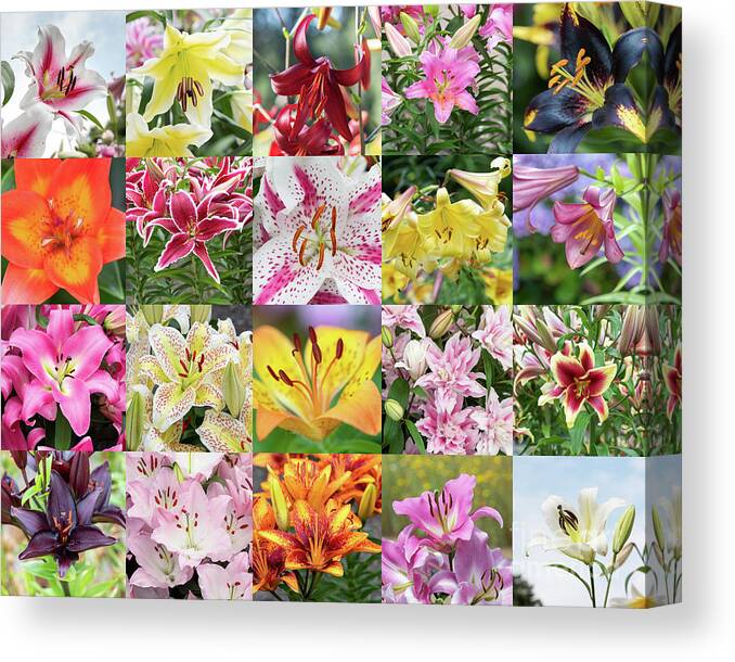 Lily Canvas Print featuring the photograph Luscious Lilies by Tim Gainey