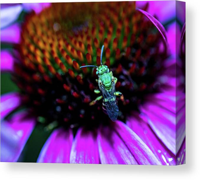 Flowers Canvas Print featuring the photograph Macro Photography - Floral with Insect by Amelia Pearn