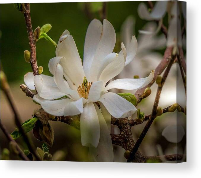 Spring Canvas Print featuring the photograph Magnolia Flow by Susan Rydberg