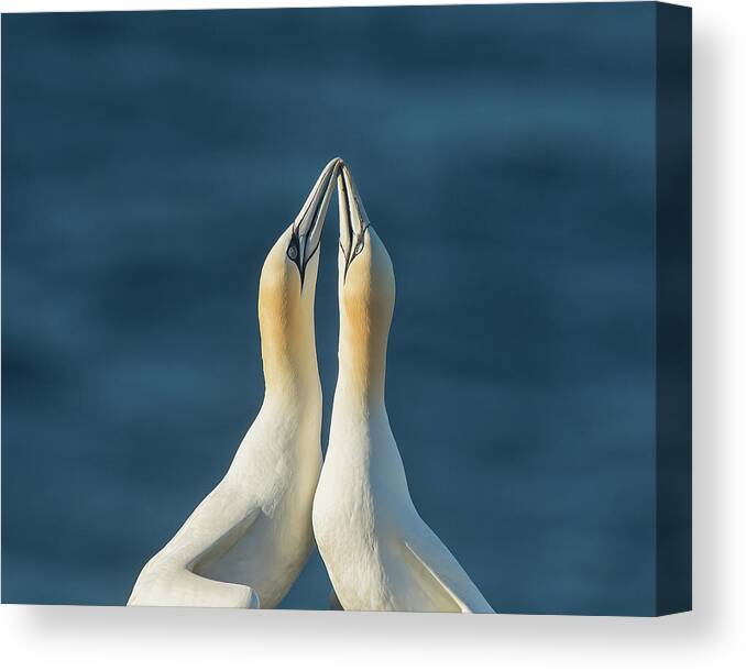 Making A Point Canvas Print featuring the photograph Making a Point by CR Courson