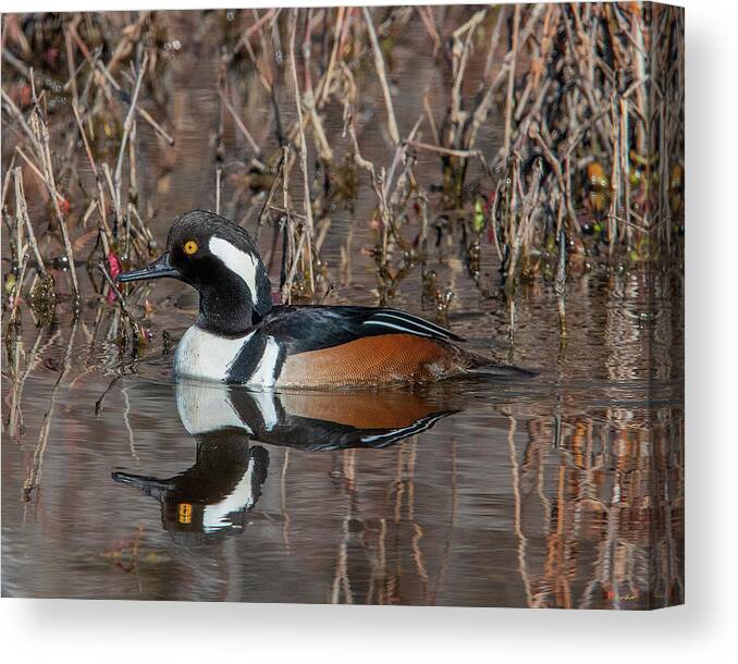 Nature Canvas Print featuring the photograph Male Hooded Merganser DWF0231 by Gerry Gantt