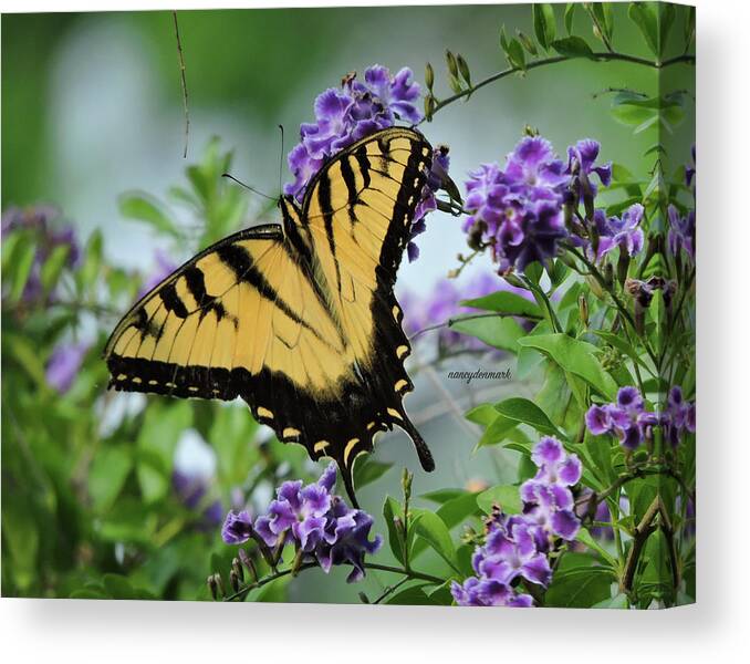 Tiger Swallowtail Canvas Print featuring the photograph Male Tiger Swallowtail by Nancy Denmark