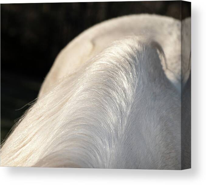 Abstract Canvas Print featuring the photograph Mane Abstract by Karen Rispin