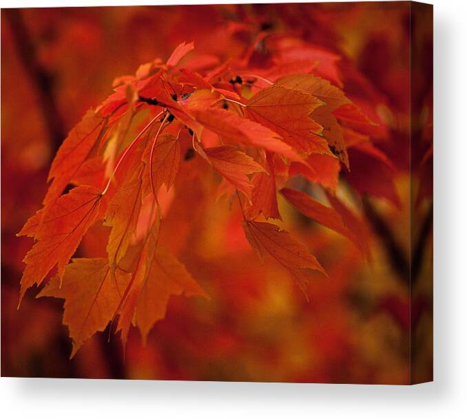 Autumn Canvas Print featuring the photograph Maple Leaves I by Norman Reid
