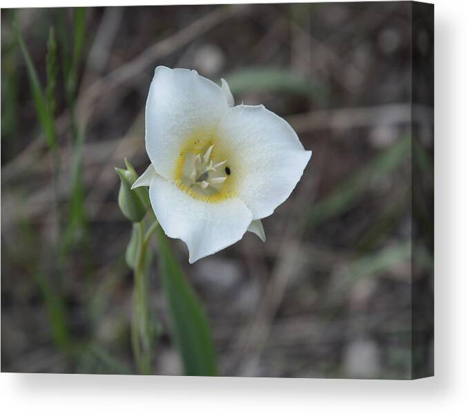 Mariposa Lily Canvas Print featuring the photograph Mariposa Lily 3 by Whispering Peaks Photography