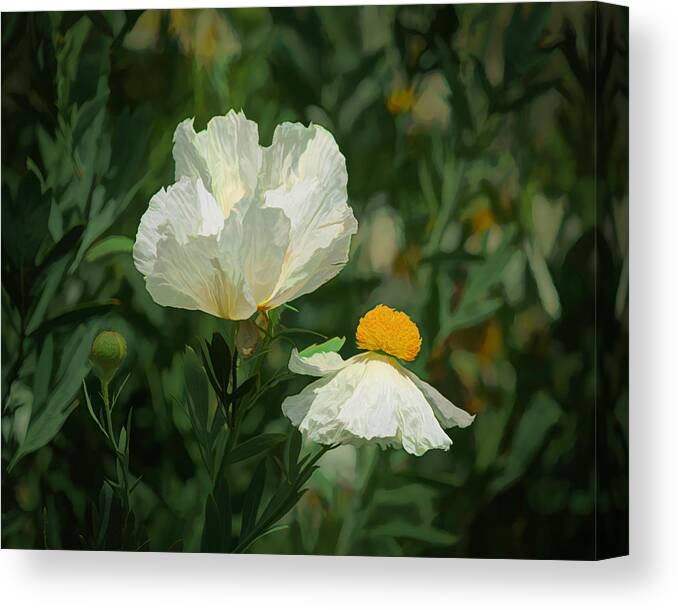 Matilija Poppies Canvas Print featuring the photograph Matilija Poppies 5 by Lindsay Thomson