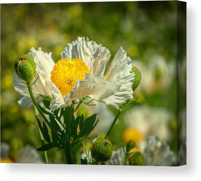 Matilija Poppies Are Native To California. They Grow Wild In The Los Padres Forest Near Ojai Canvas Print featuring the photograph Matilija Poppies 7 by Lindsay Thomson