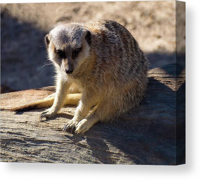Meerkat Canvas Print featuring the photograph Meerkat Resting On A Rock by Flees Photos