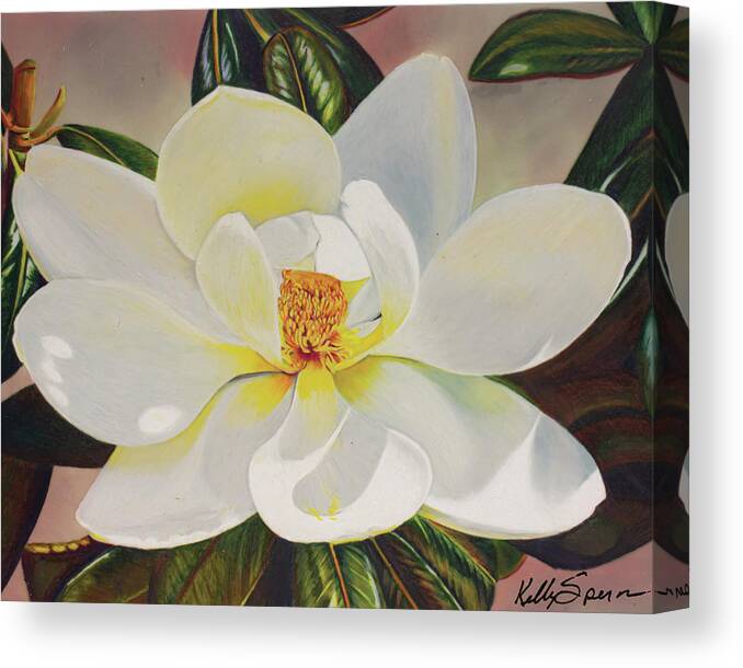 Magnolia Canvas Print featuring the drawing Mid-day Magnolia by Kelly Speros
