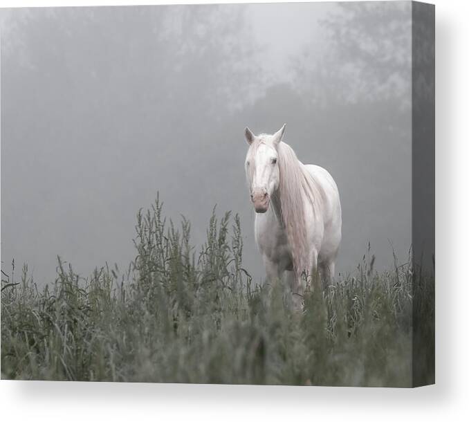Missouri Canvas Print featuring the photograph Missing Shawnee by Holly Ross